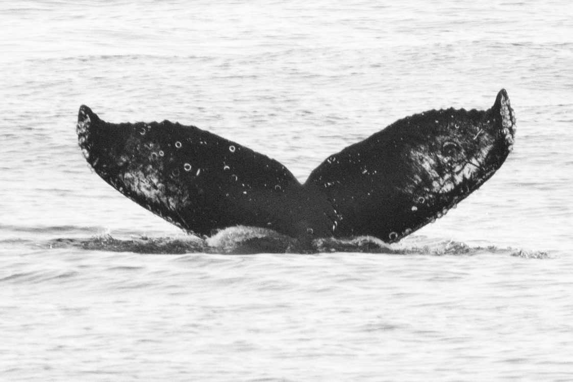 Fluke of CRC-16376