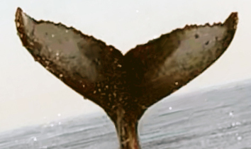 Fluke of CRC-18347