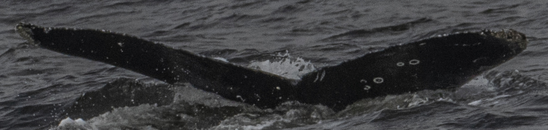 Fluke of CRC-17752