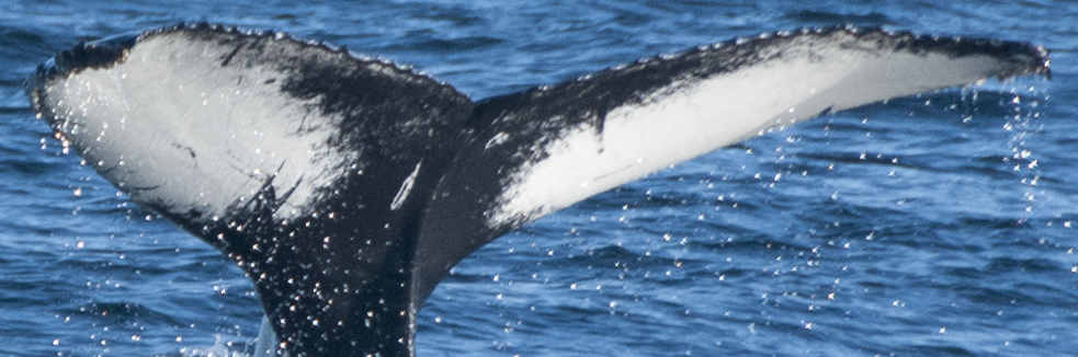 Fluke of CRC-17581
