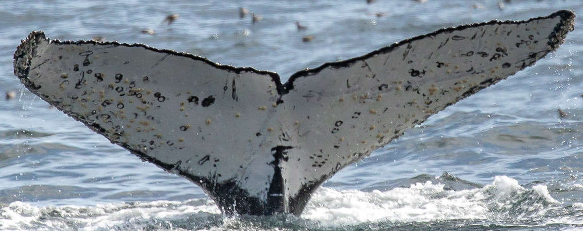 Fluke of CRC-18253