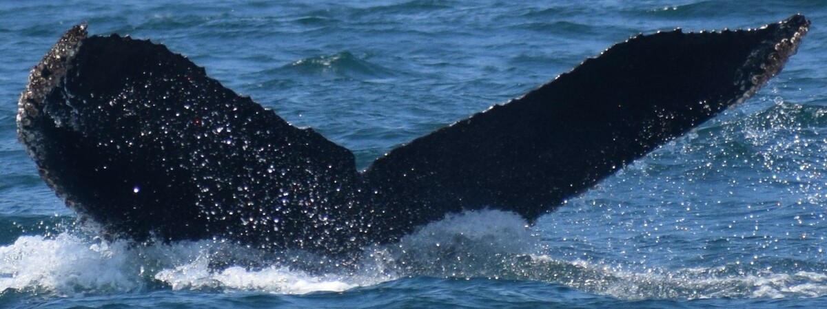 Fluke of CRC-17593