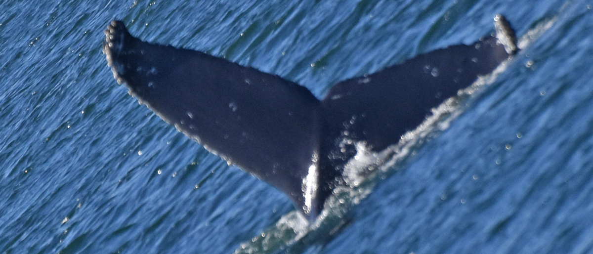 Fluke of CRC-18285