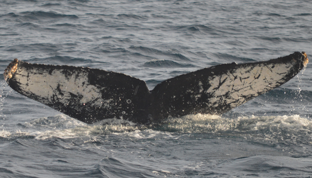 Fluke of CRC-15228
