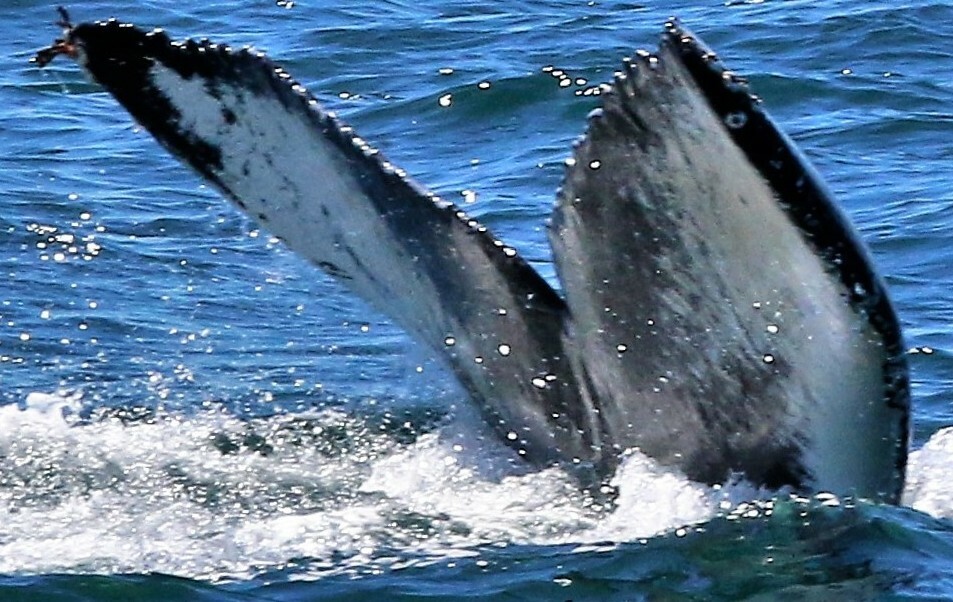 Fluke of CRC-17679