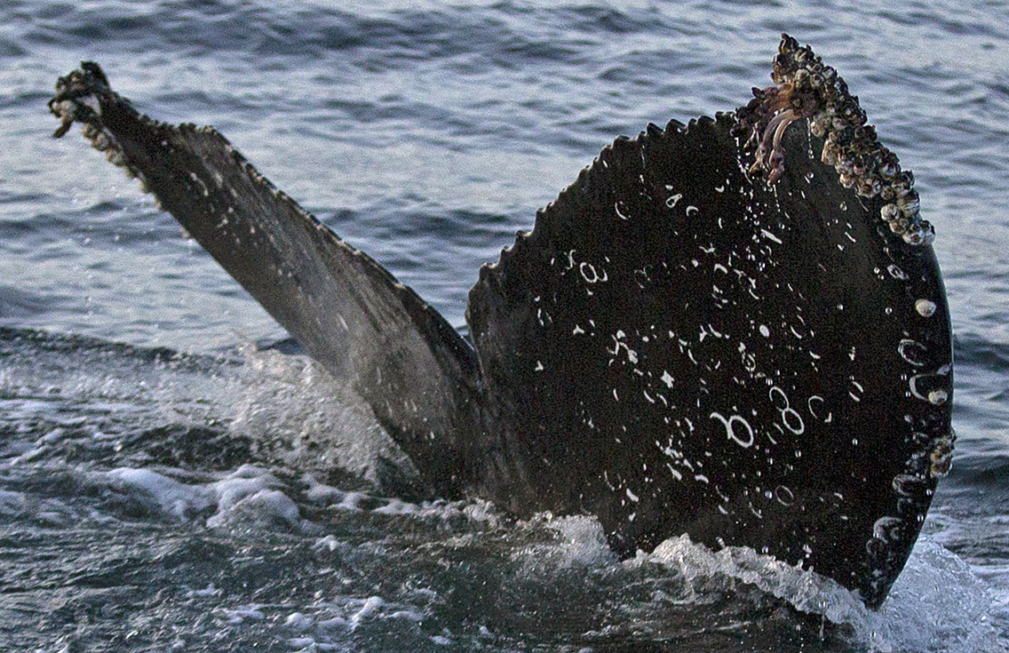 Fluke of CRC-18106
