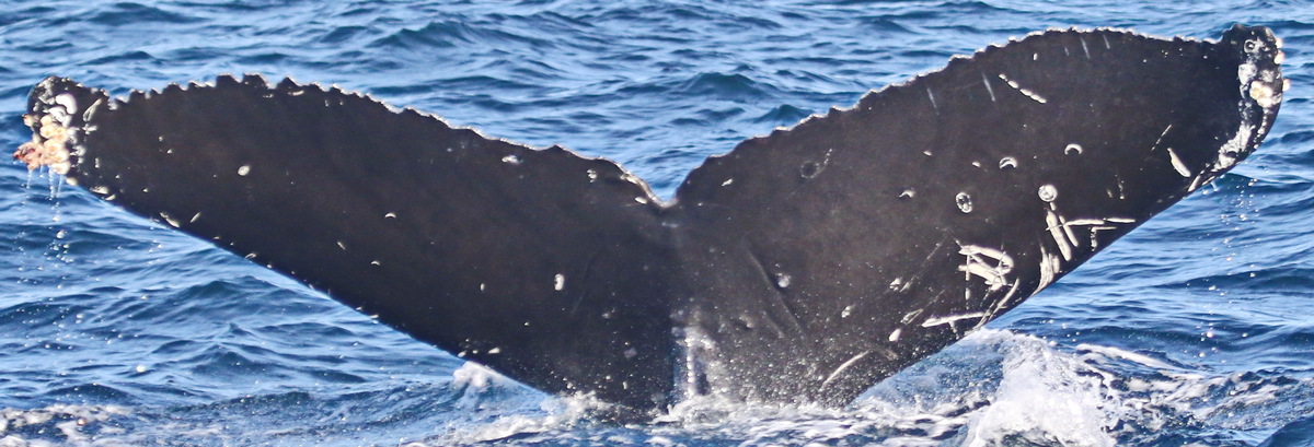 Fluke of CRC-17719