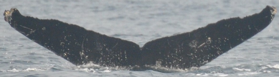 Fluke of Neo (Salish Sea)