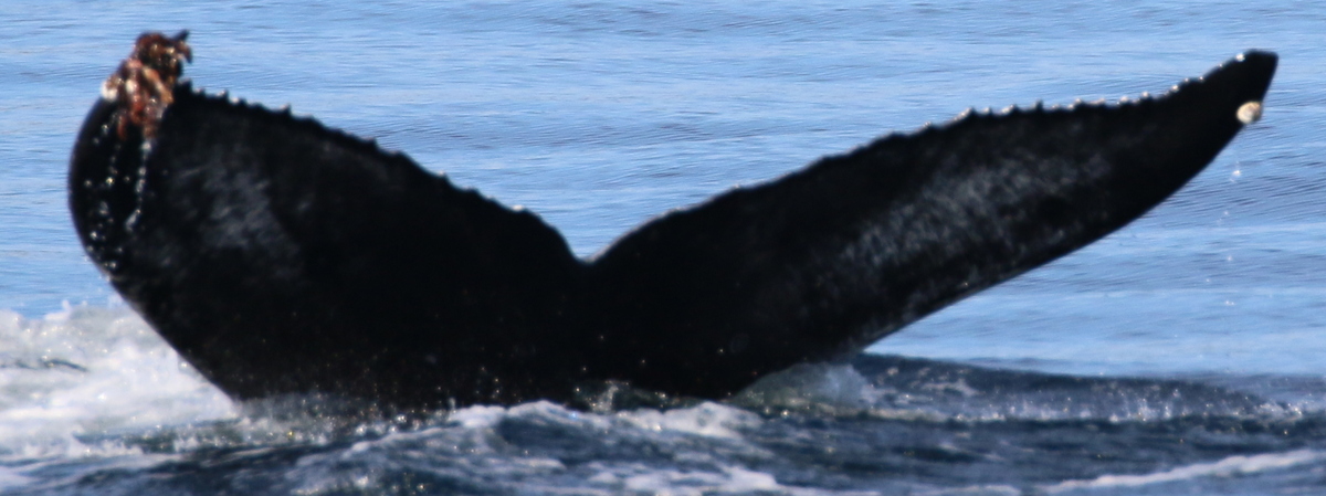 Fluke of CRC-18012