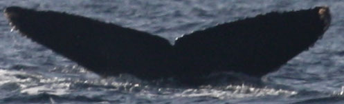Fluke of CRC-18462