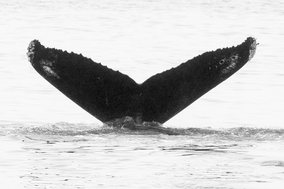 Fluke of CRC-16196