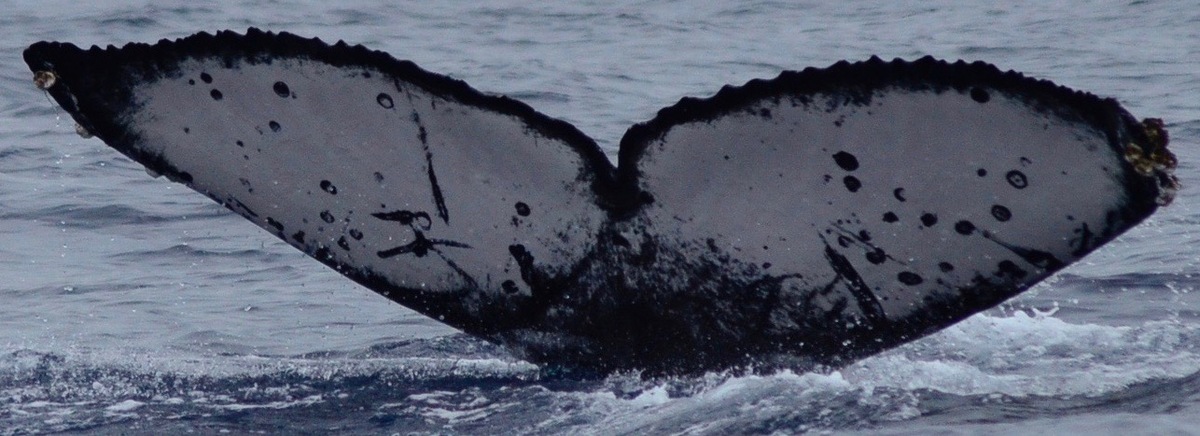Fluke of CRC-18101