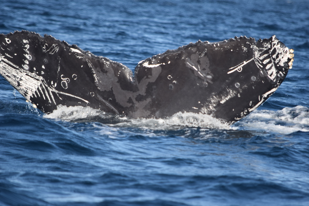 Fluke of CRC-18477