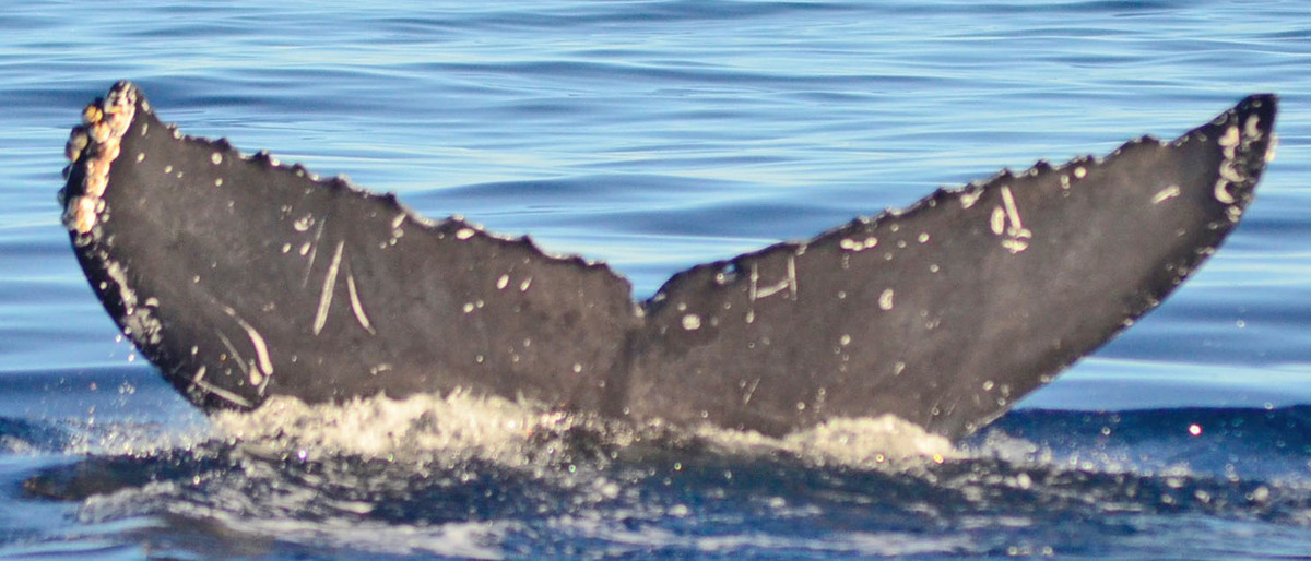 Fluke of CRC-18207
