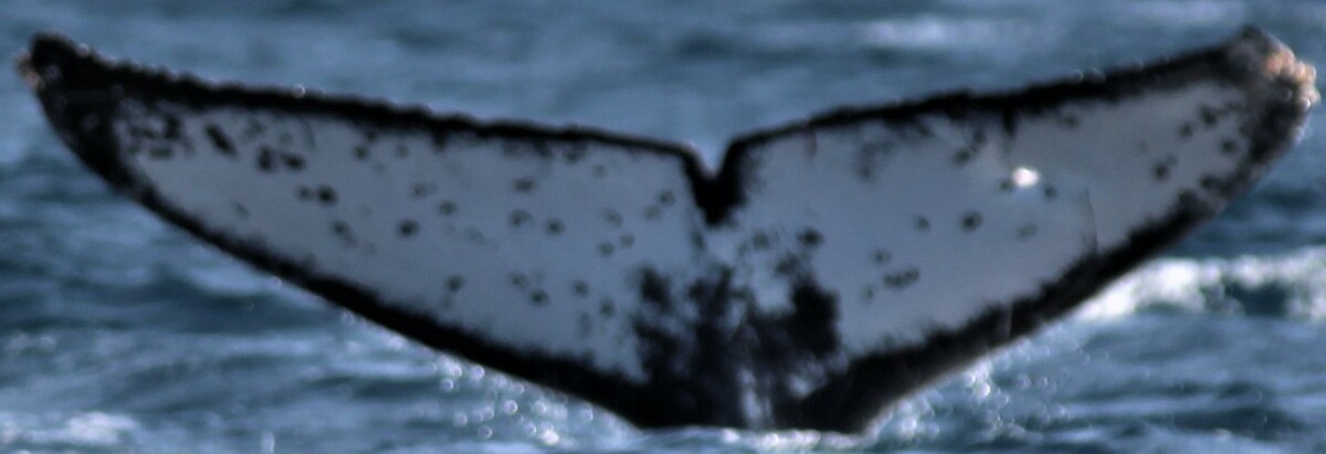 Fluke of CRC-17659