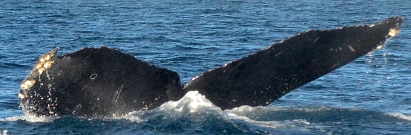 Fluke of CRC-17643
