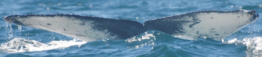 Fluke of CRC-18484