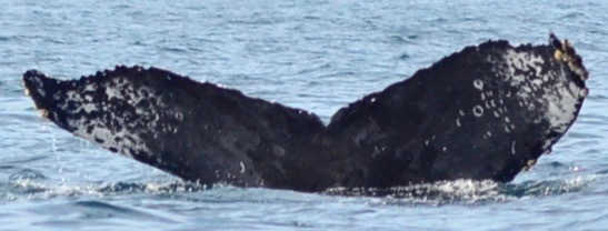 Fluke of CRC-17812