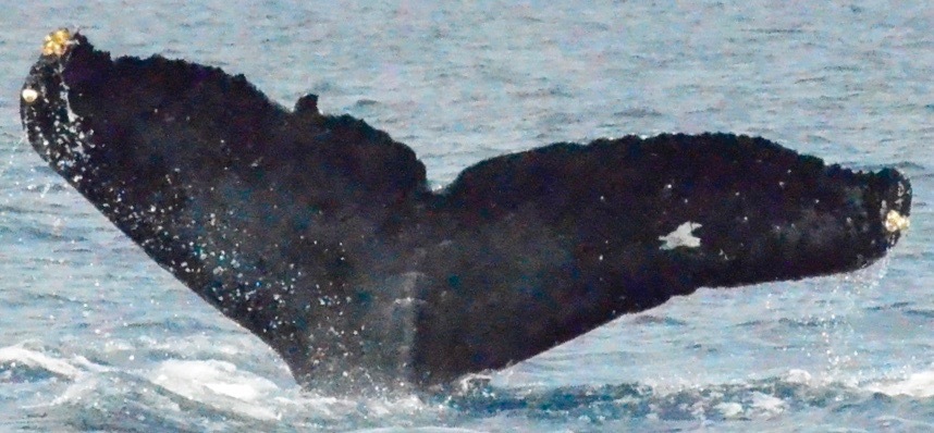Fluke of CRC-18382