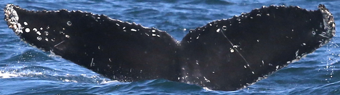 Fluke of CRC-18087