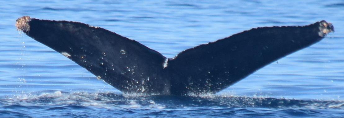 Fluke of Wobbles (California)