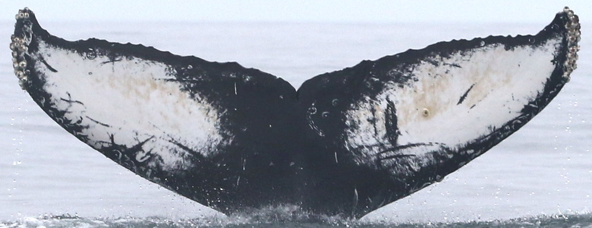 Fluke of CRC-18050