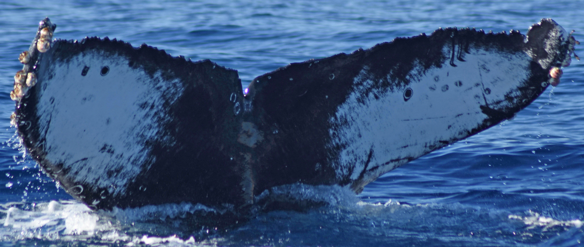 Fluke of CRC-17582