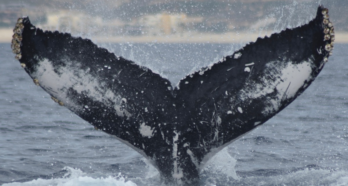 Fluke of CRC-17902