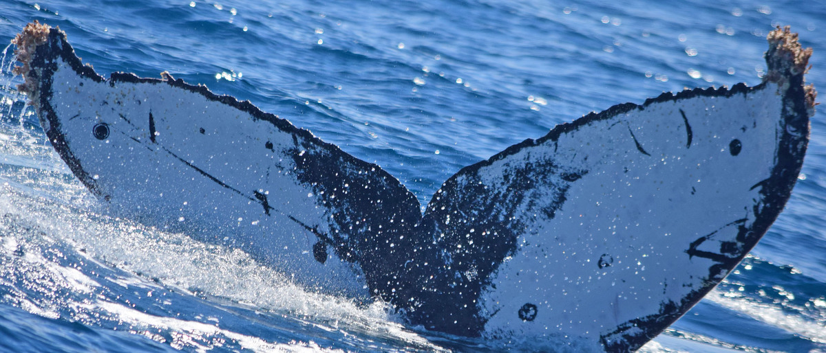 Fluke of CRC-18323