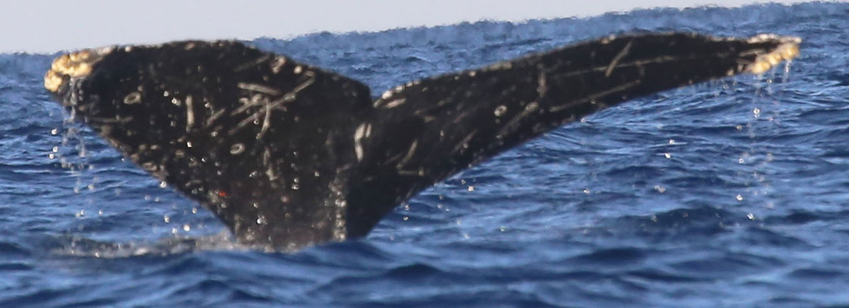 Fluke of CRC-17658
