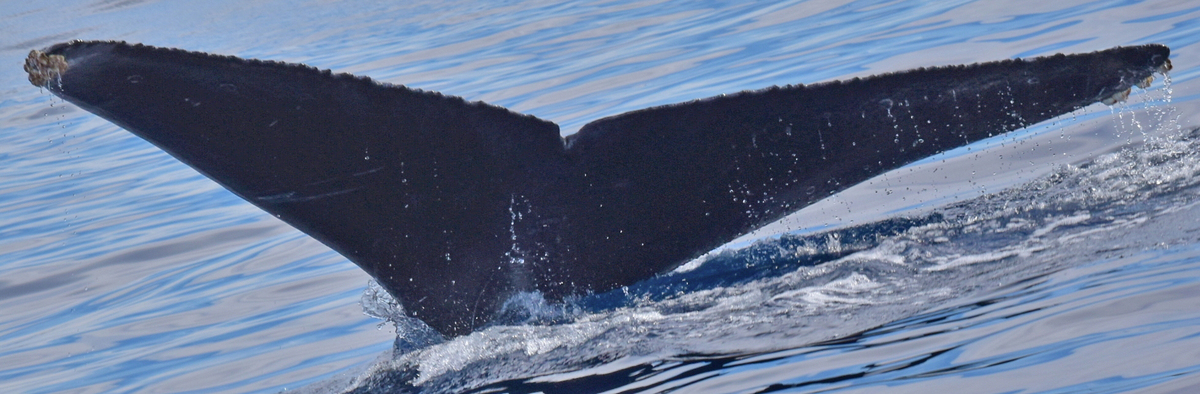 Fluke of CRC-17655