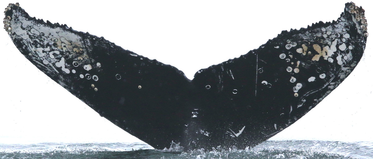 Fluke of CRC-18058