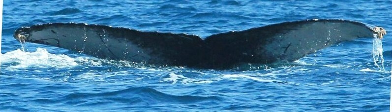 Fluke of Lizta (Zihuatanejo)