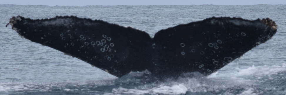 Fluke of CRC-18469
