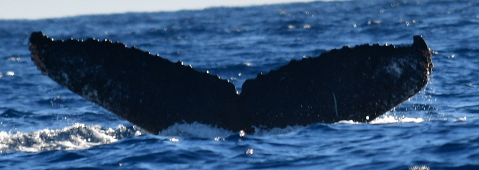 Fluke of CRC-16356