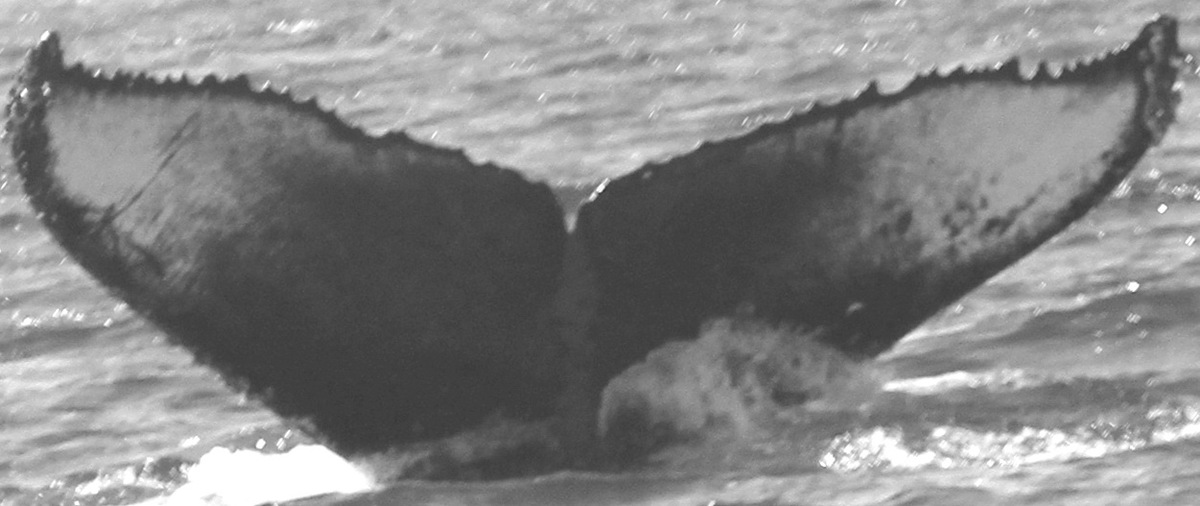 Fluke of CRC-15229