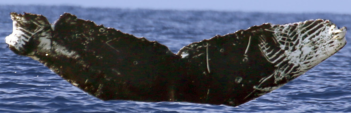 Fluke of CRC-18421