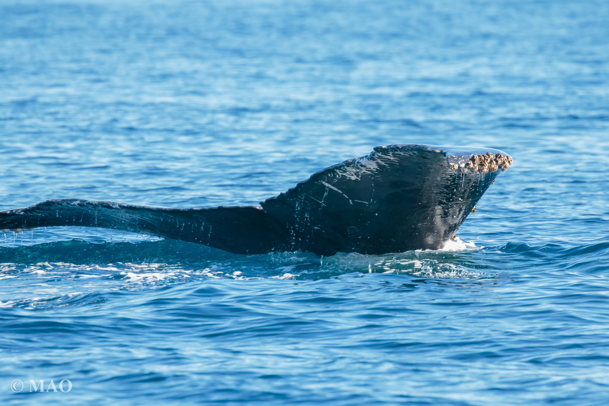 Fluke of CRC-17961