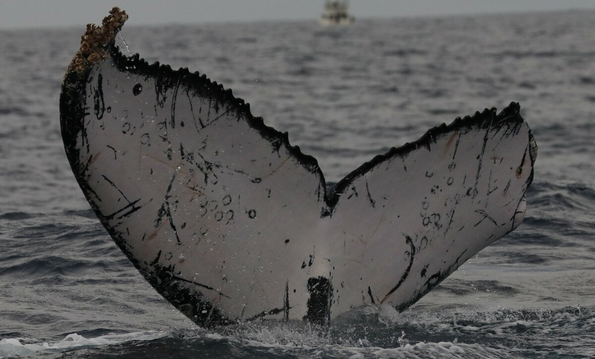 Fluke of CRC-18099