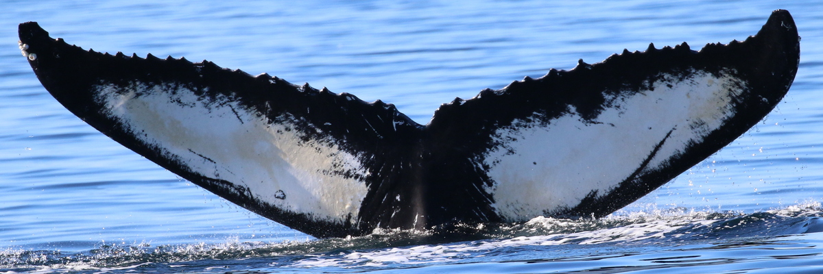 Fluke of Zephyr (Salish Sea)