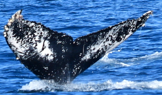 Fluke of CRC-18415