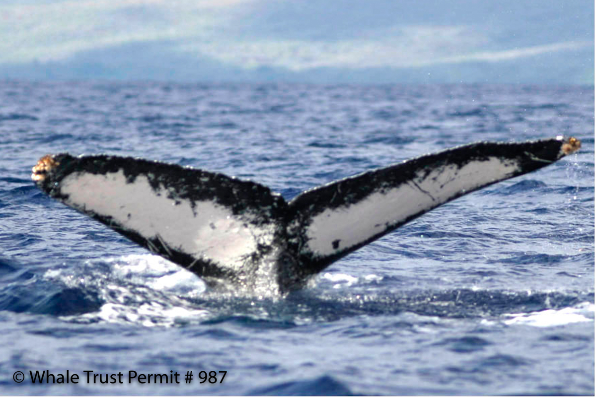 Fluke of PerimeterViolation (FS)