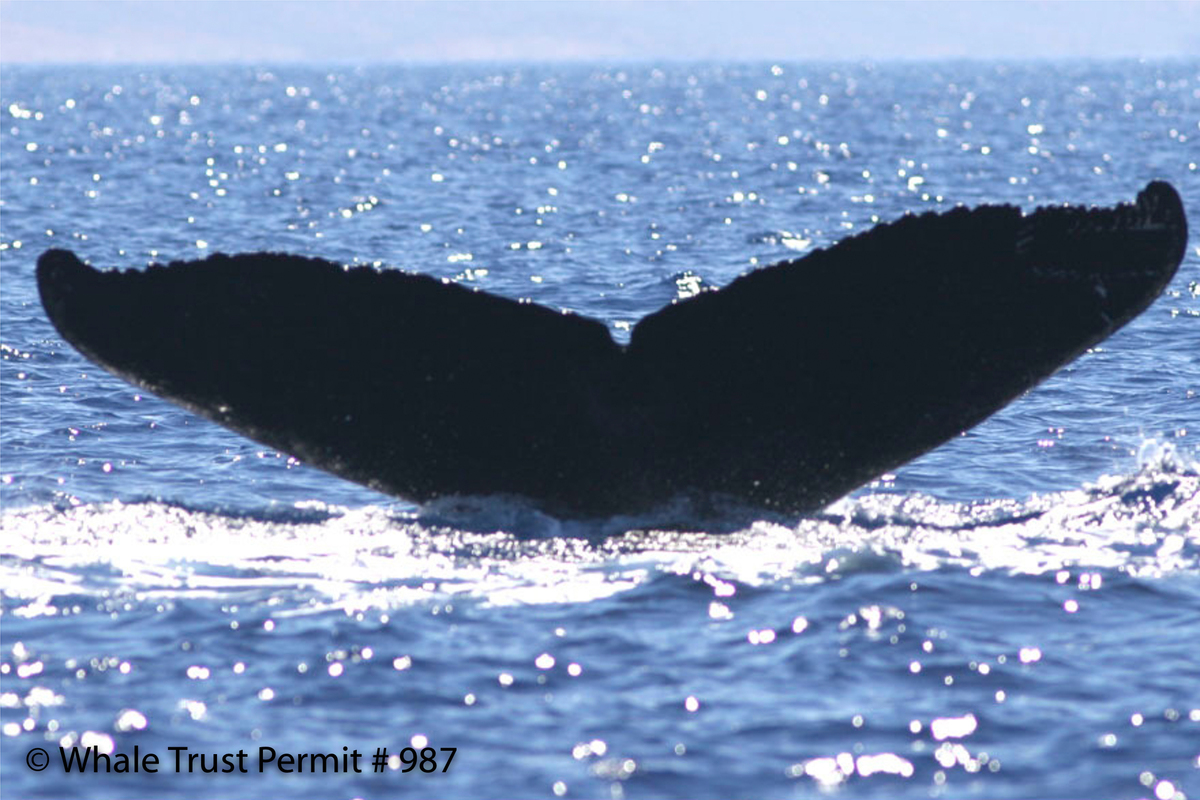 Fluke of HI06-0181
