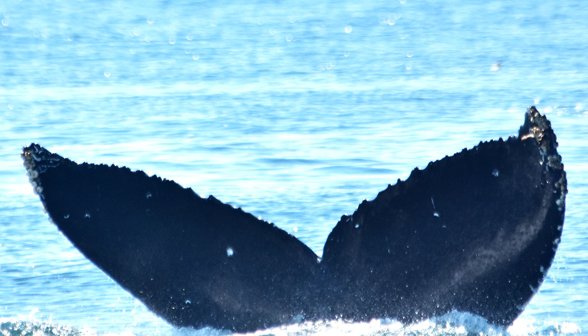 Fluke of Sirius (BC)