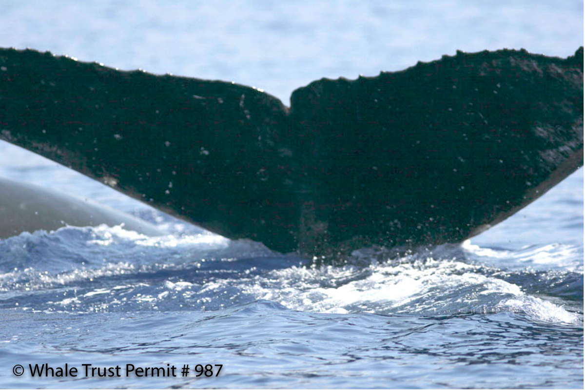 Fluke of HI07-0283