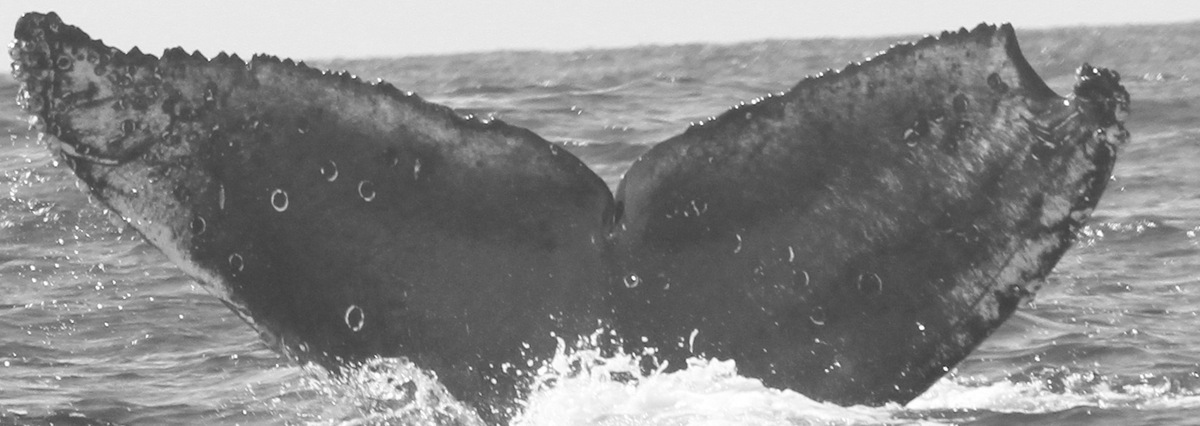 Fluke of CRC-15230