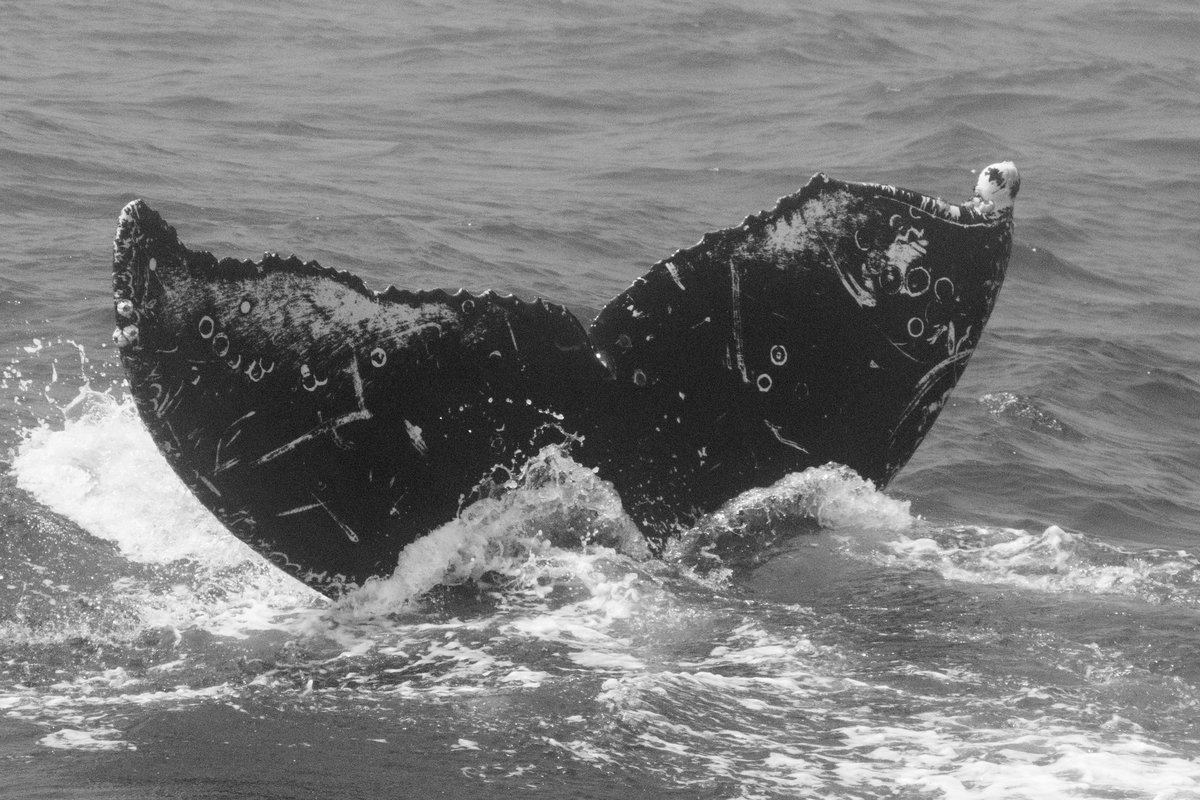 Fluke of Picasso (California)