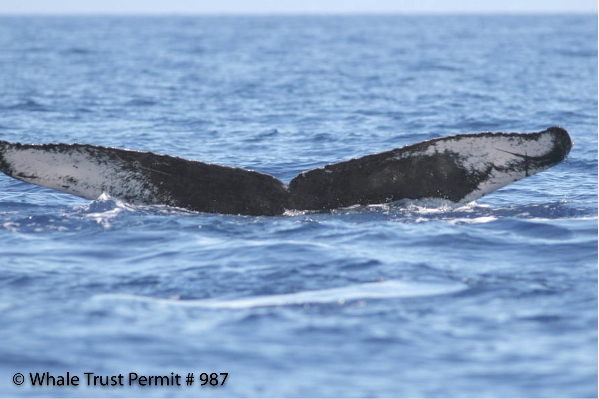 Fluke of HI07-0149