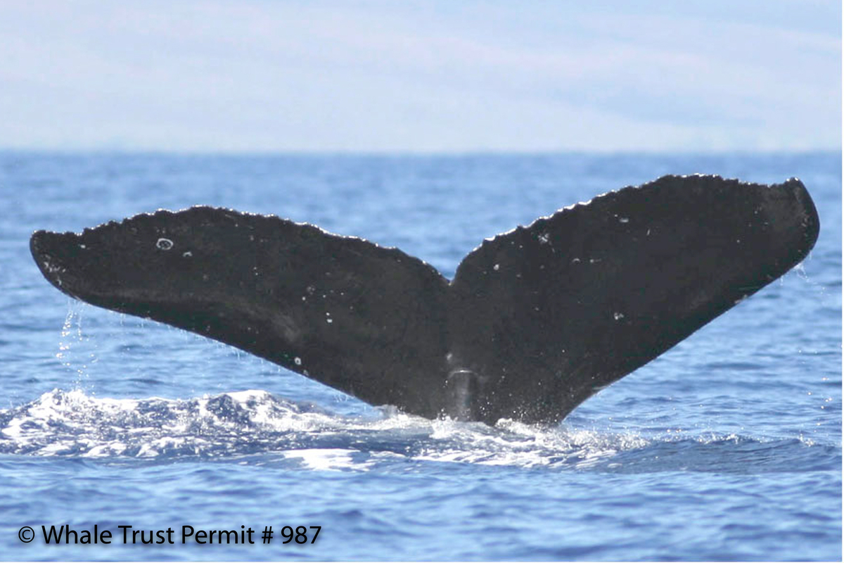Fluke of HI07-0142