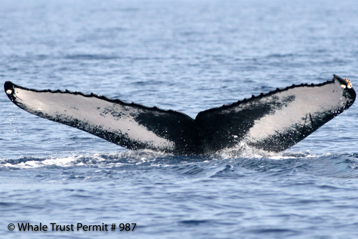 Fluke of HI06-0132